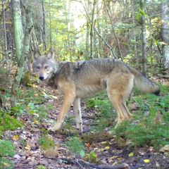 looking for (sketch v2)