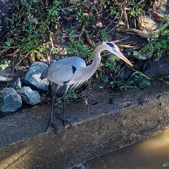 Audio Journey, Atlanta to the Atlantic