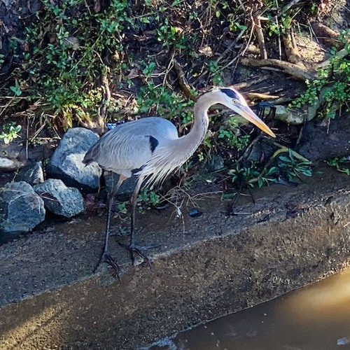 Audio Journey, Atlanta to the Atlantic