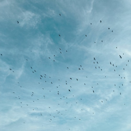 Flying with the Wind (#1)