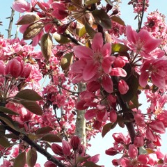 o tu suavissima virga - the sweetest branch