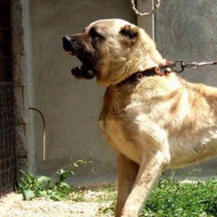 ASLAN BABA // YUNUS (PROD BY PAULA)