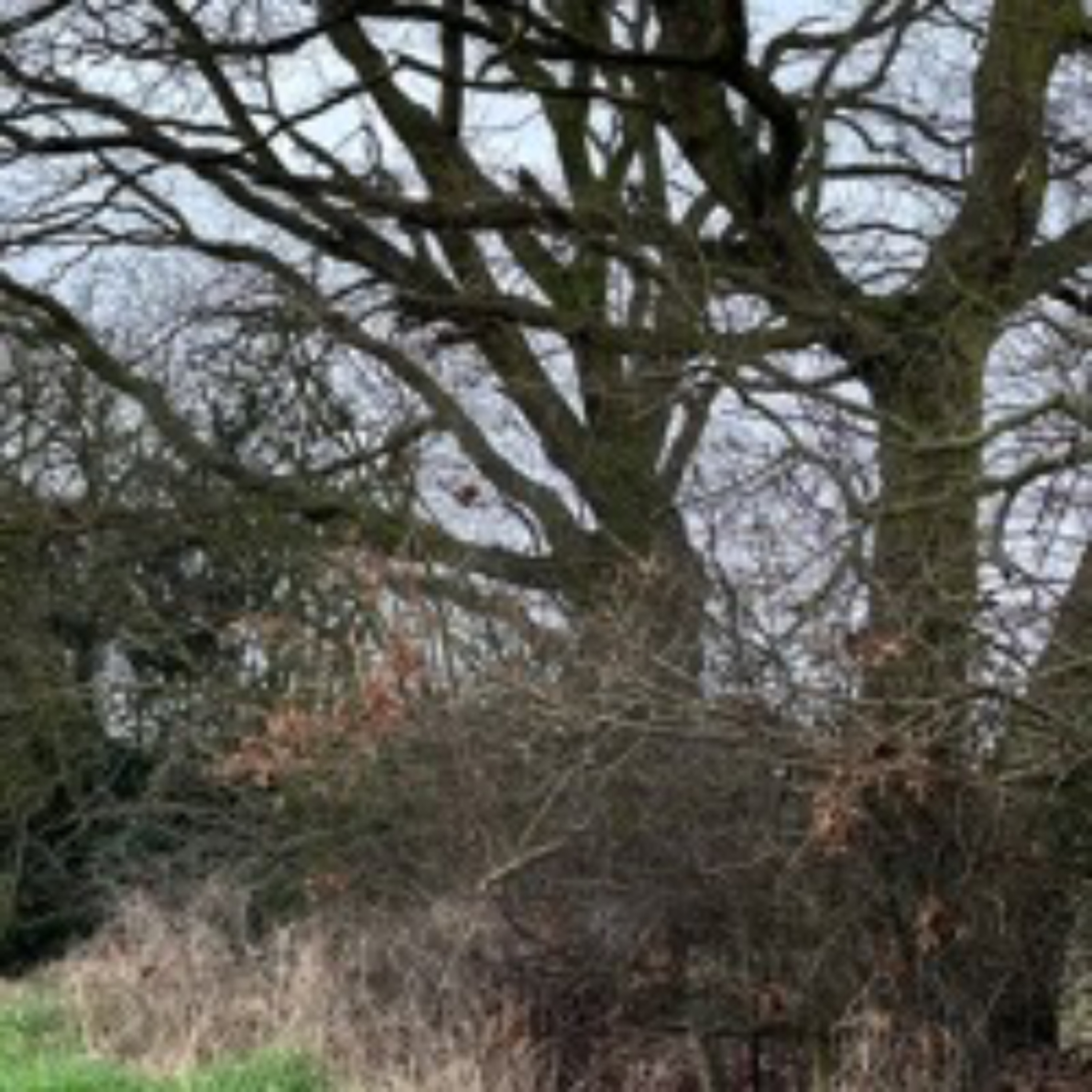Holbrook Hedgerow, 27th February 2024 episode artwork
