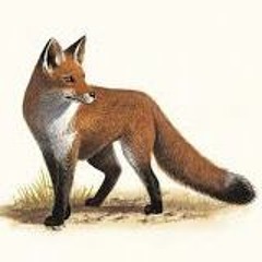 COMMEDY_fox in the box