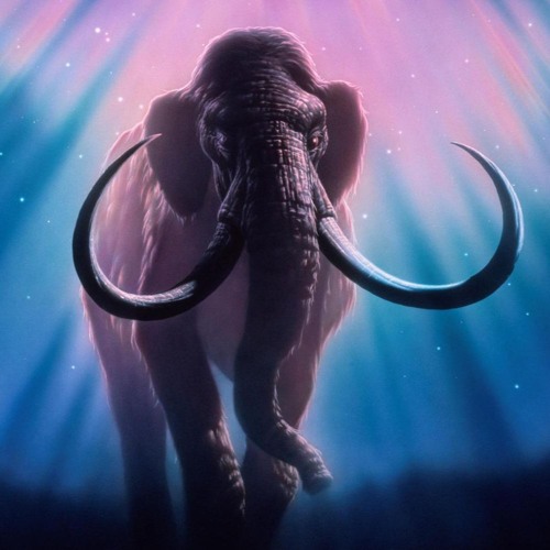 DJ Bim -The Mammoth And The Red Cat