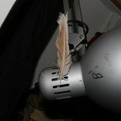 Feather