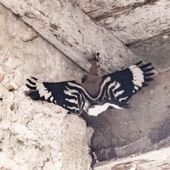 Huppe fasciée, Upupa epops