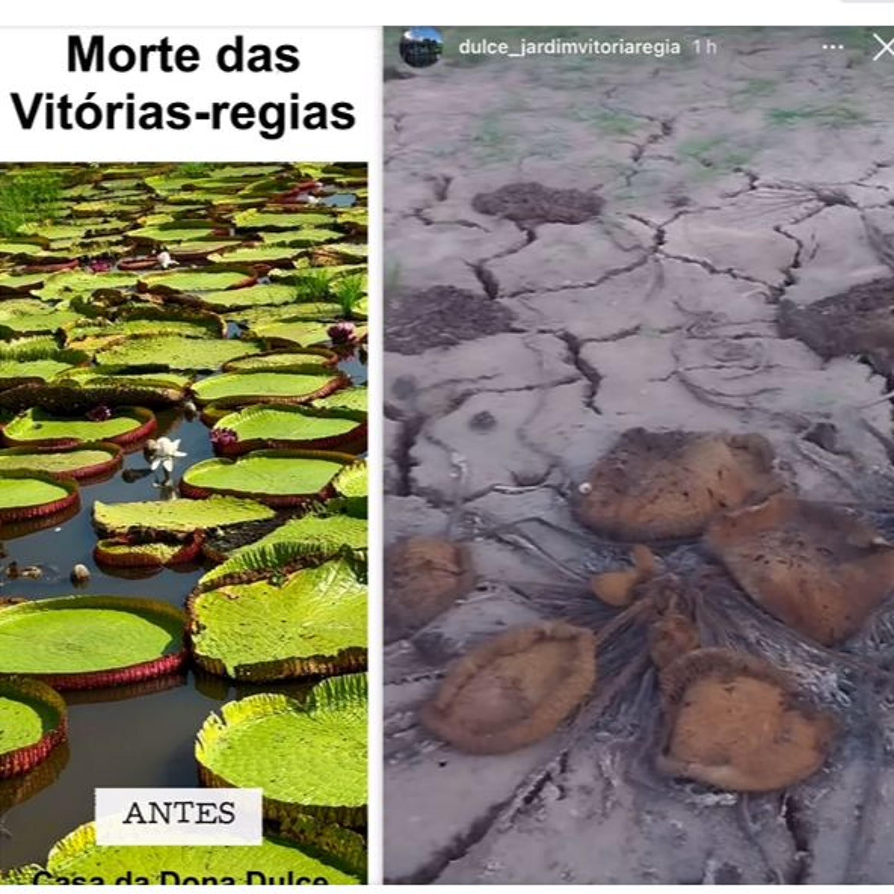 Alô 10/10: morte das vitórias régias alerta para impactos da seca no Tapajós