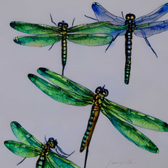 Dragonflies