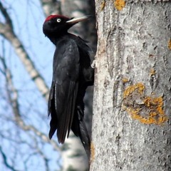 Europe's largest woodpecker drumming