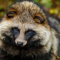 Tenacious Tanuki