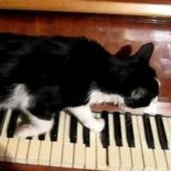 Oh My God Theres A Cat Stuck In My Piano!