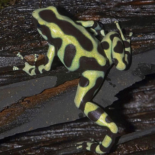 FrOg PaRtY iS nOt A cRiMe