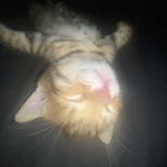 трипкэт - трипи (prod. greyrock)