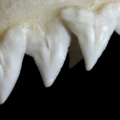Shark Teeth
