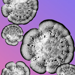 Live Fermentation: Nov. 8, 2025 @ Yesternow Records, Brooklyn NY