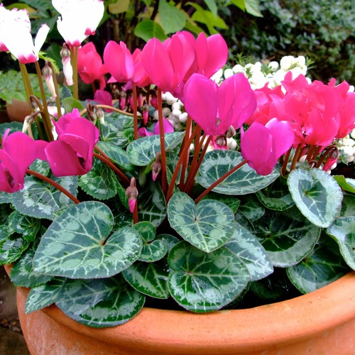 Stream Pick the best plants for autumn and winter colour by World Radio