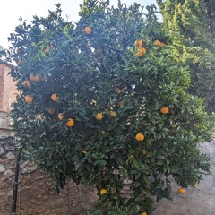 Stay forever (ween cover)