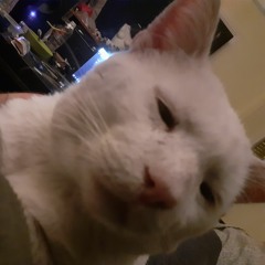 In the memory of my lil fella whitey