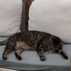 2025-10-25 Kalle at the dentist