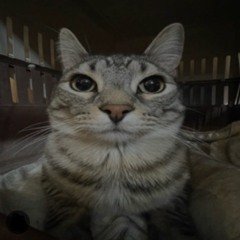 AUTOMOTIVO DO MAL, Vol. 3 - DJ NOX ORIGINAL (Slowed + Reverb)