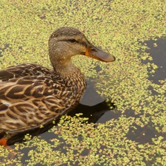 Jasoji ft. Jason Loi