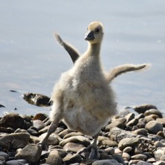 Groovy Deep House Klatsche