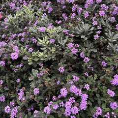 Christ Celestial (Siegfried)- baby and a bib ( prod san slackadore)