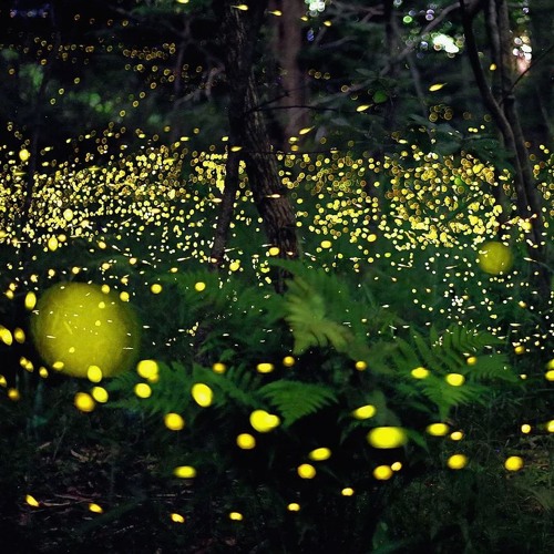 One, Clear Stream Of Firefly" Light Of Showa (japan Import