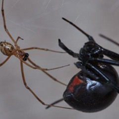 Black widow? Maybe!