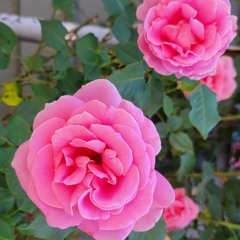 AT DIS POINT (Prod. Noizy)