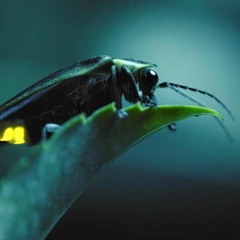 Fierce Queens: Love Trap Rescore