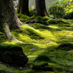 Under The Moss