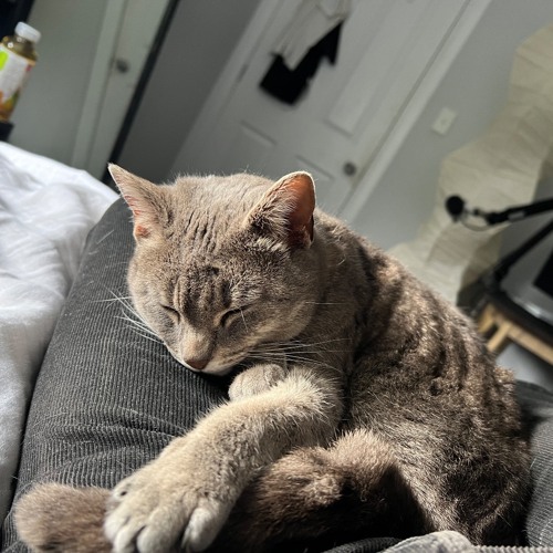 🐈