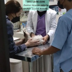 0813-8096-0396 Veterinarian Pulo Gadung Jakarta Timur