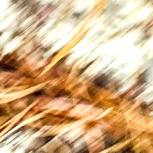 Neurothmic Cadence [disquiet0572]