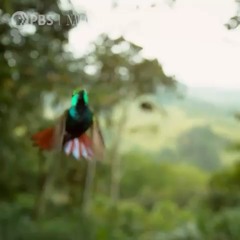 Hummingbird and Dragonfly | made on the Rapchat app (prod. by kokurcho)