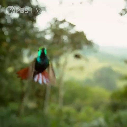 Hummingbird and Dragonfly | made on the Rapchat app (prod. by kokurcho)