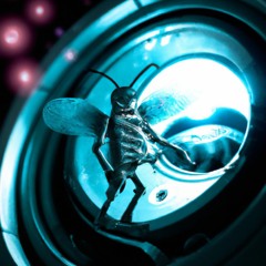 Mosquito