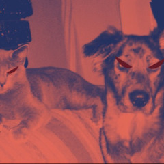 Dogs And Cats Living Together