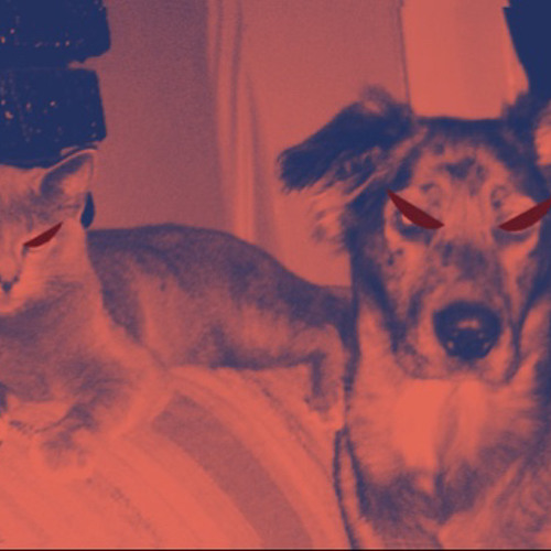 Dogs And Cats Living Together