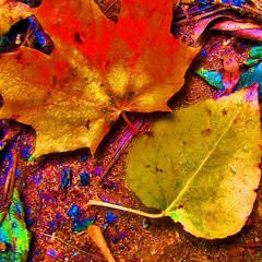 Spinning Leaves (with Paul Frick)