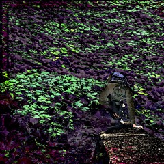 floranoir x georgevonn - backwoods (PROD/MIX - SHAW3)