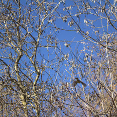 A bird saw me uuuuh