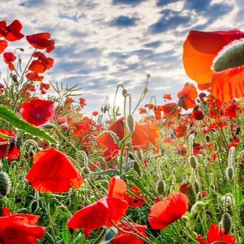 Blest Be the Dear Uniting Love