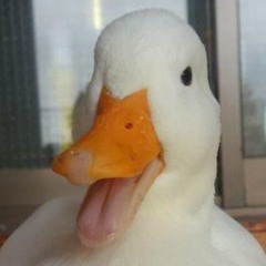 DUCK (demo)