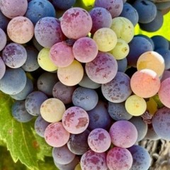 Grenache