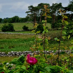 Galway (Poem)