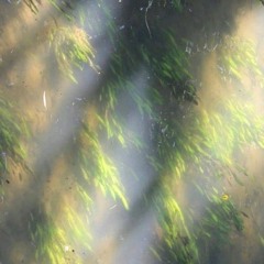 Reflections