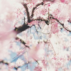 桜時雨